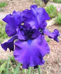 Iris Photo