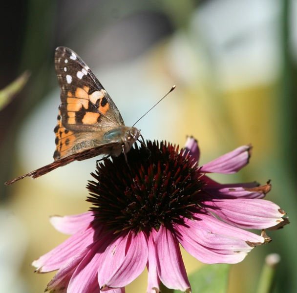 Painted Lady Butterfly